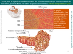 Diapositivo18