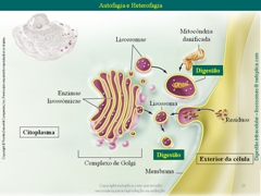 Diapositivo29