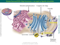 Diapositivo57