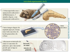 Diapositivo61