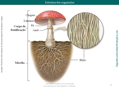 Diapositivo10