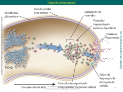 Diapositivo14