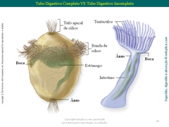 Diapositivo49