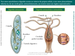 Diapositivo7