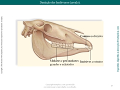 Diapositivo87