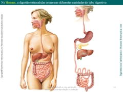 Diapositivo11