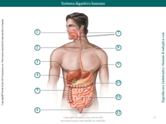 Diapositivo17