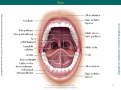 Diapositivo21