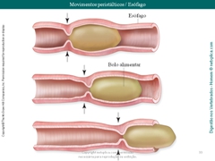 Diapositivo33