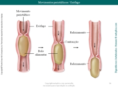 Diapositivo34