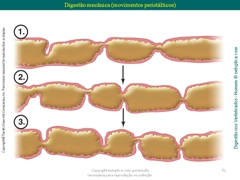 Diapositivo51