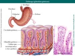 Diapositivo58