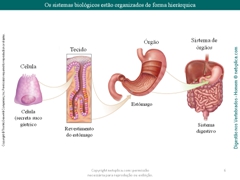 Diapositivo6