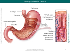 Diapositivo60