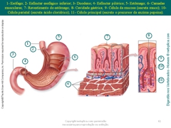 Diapositivo61