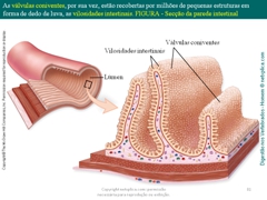 Diapositivo81