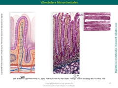 Diapositivo85