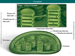 Diapositivo37