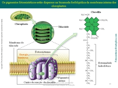 Diapositivo39