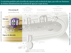 Diapositivo67