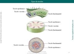 Diapositivo15