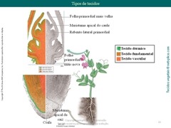 Diapositivo21