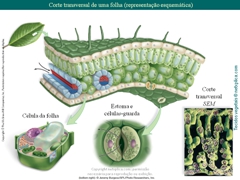 Diapositivo31