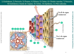 Diapositivo94