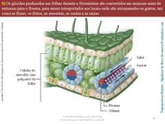 Diapositivo36