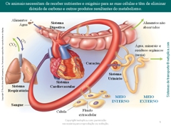 Diapositivo5