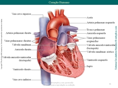 Diapositivo31