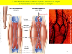 Diapositivo84