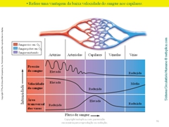 Diapositivo91