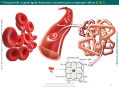 Diapositivo54