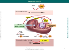 Diapositivo17