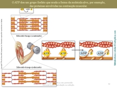 Diapositivo32