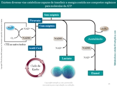 Diapositivo35