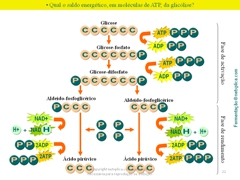 Diapositivo22