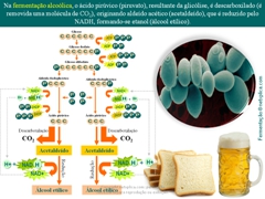 Diapositivo36