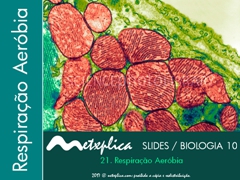 Diapositivo1