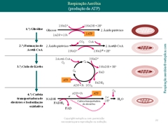 Diapositivo22