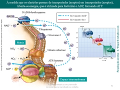 Diapositivo51