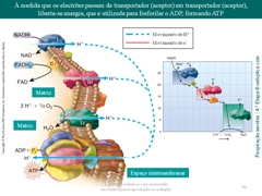 Diapositivo52