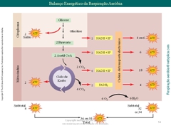 Diapositivo54