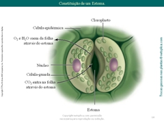 Diapositivo14