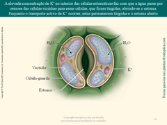 Diapositivo61