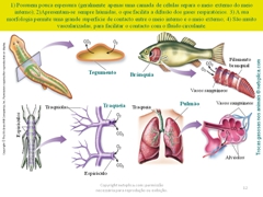 Diapositivo12