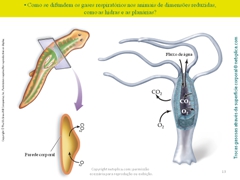 Diapositivo13