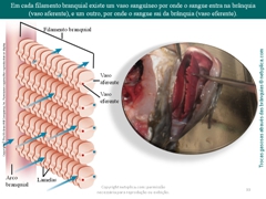 Diapositivo33