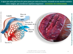 Diapositivo35